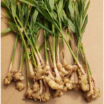 Ginger (अदुवा)