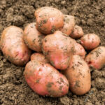 Potato Mude( मुडे आलू) - Image 2