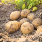 Potato Mude( मुडे आलू) - Image 4