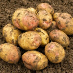 Potato Mude( मुडे आलू) - Image 3