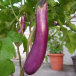 Brinjal long (भन्टा ) - Image 2