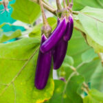 Brinjal long (भन्टा ) - Image 3