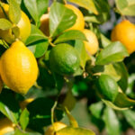 Lemon(कागती)