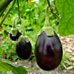 Brinjal Round (भन्टा) - Image 2