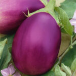 Brinjal Round (भन्टा) - Image 3