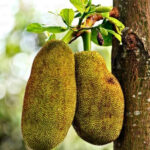 jackfruit (रुख कटर)