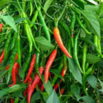 Green Chilli (हरियो खुर्सानी) - Image 3