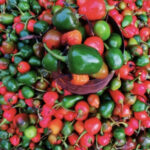 Chilli aakabare (अकबरे)