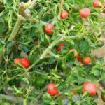 Chilli aakabare (अकबरे) - Image 2