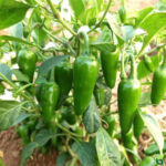 Chilli Bullet (बूलेट खुर्सनी) - Image 4