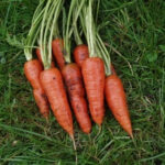 Carrot local (लोकल गाजर) - Image 2