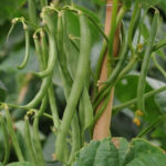 French Bean(Local) (सिमि)