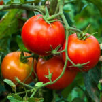 Tunnel Tomato(टनेल गोलभेडा) - Image 2
