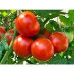 Tunnel Tomato(टनेल गोलभेडा)