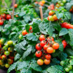 Local Tomato - Image 2