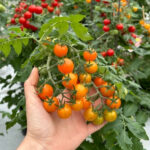 Local Tomato